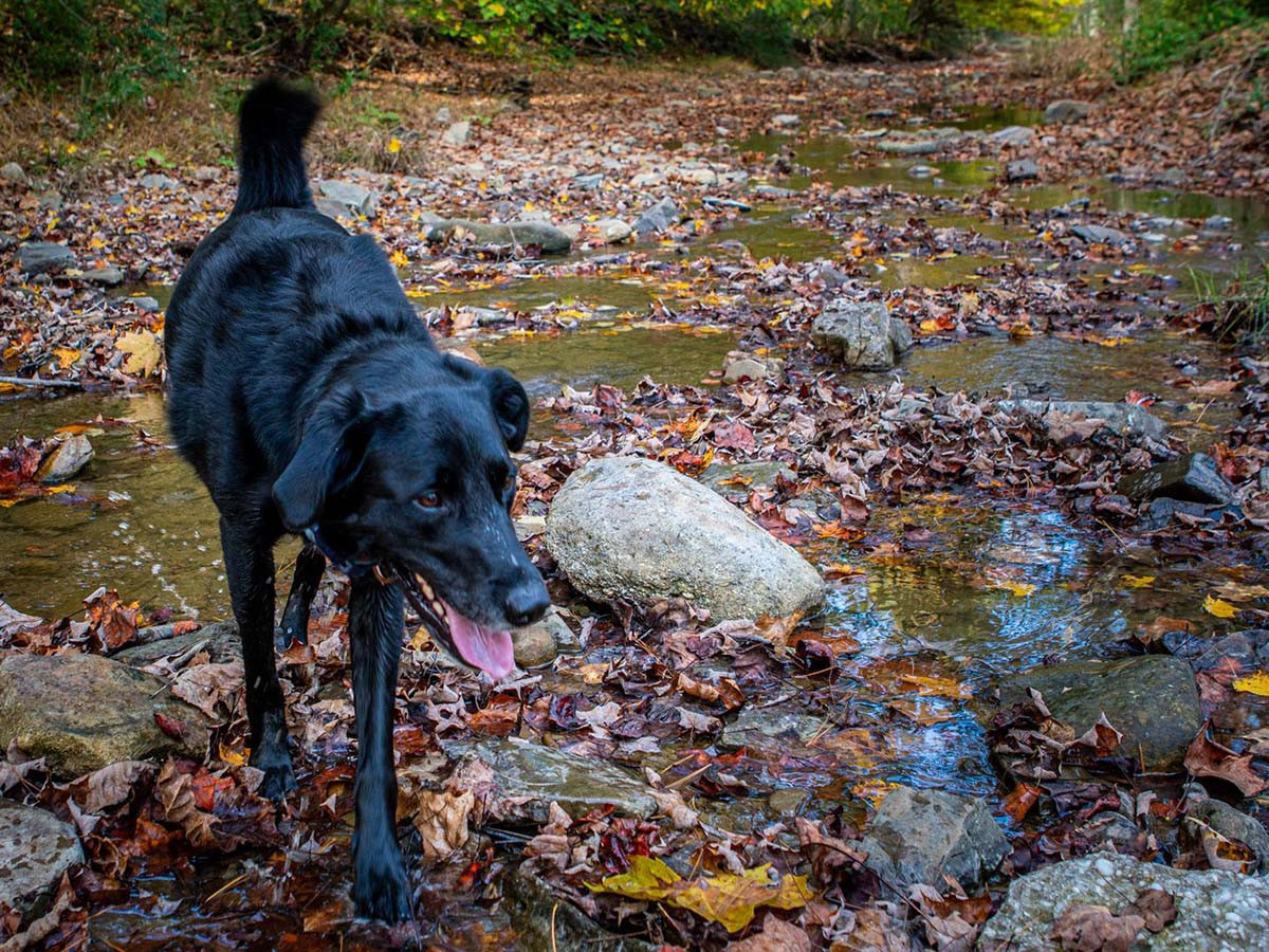 black dog standing in creek bed with fall leaves littering water at greenbrier state forest
