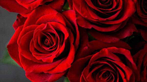 Roses from a top view