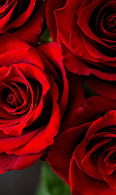 Roses from a top view